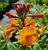 Primula  'Orange Flame'